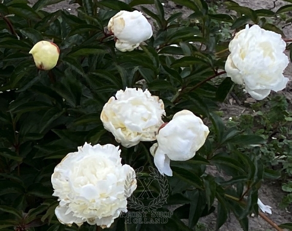 Peony Antarktida, image 3 of 3