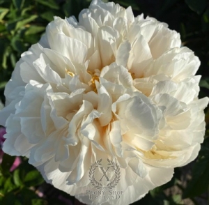 Thumbnail of Peony Antioch®, image 1 of 2