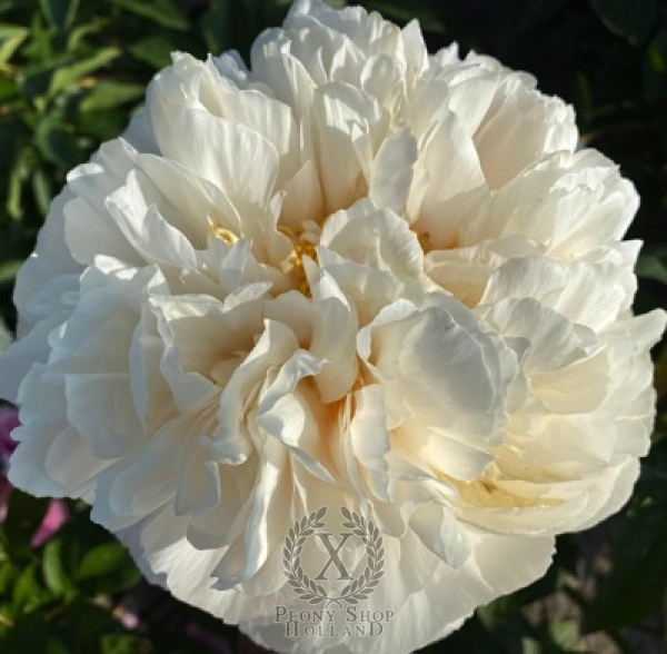 Peony Antioch®