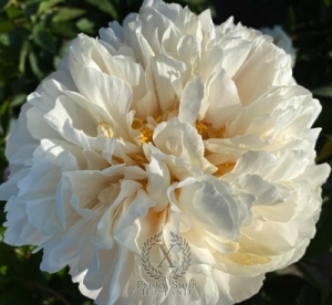 Thumbnail of Peony Antioch®, image 2 of 2