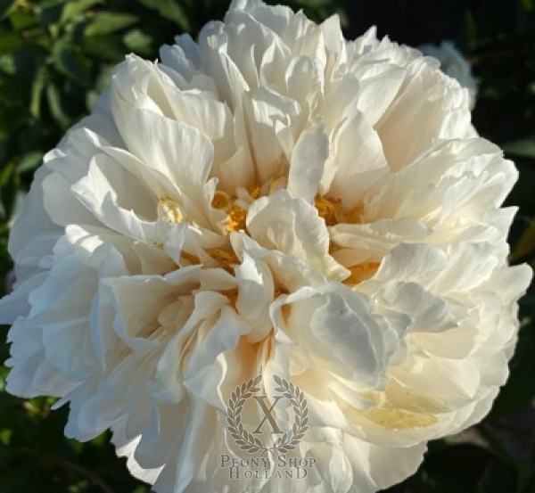 Peony Antioch®, image 2 of 2