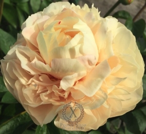 Thumbnail of Peony Antonius Pius®, image 2 of 2