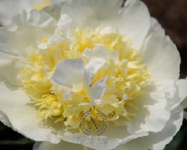 Peony Aphrodite's Kiss