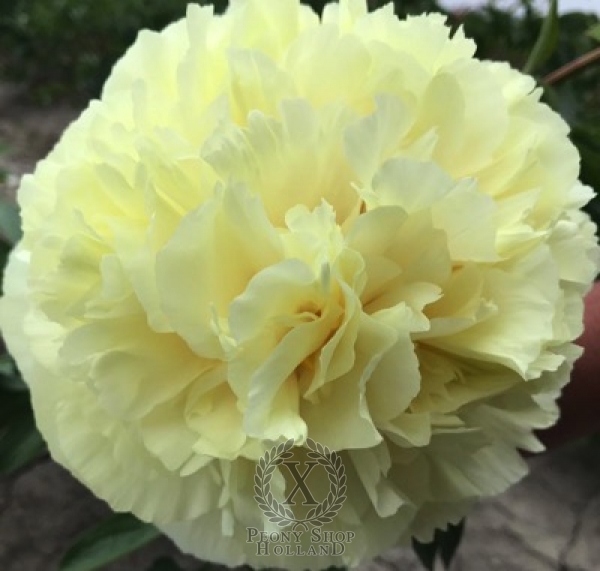 Peony Apollo's Golden Lyre