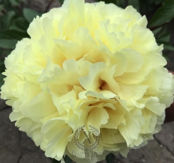 Peony Apollo's Golden Lyre, image 2 of 2