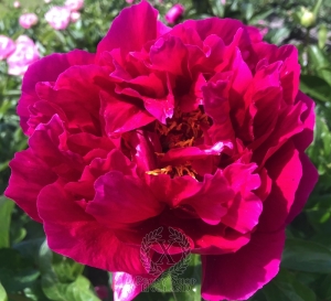 Thumbnail of Peony Apples of the Hesperides, image 2 of 3
