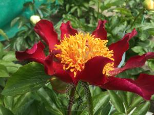 Thumbnail of Peony Aquila, image 2 of 4