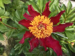 Thumbnail of Peony Aquila, image 3 of 4