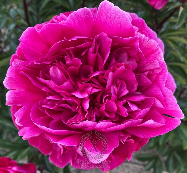 Peony Arcadij Gajdar