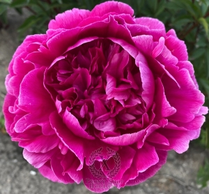 Thumbnail of Peony Arcadij Gajdar, image 2 of 4