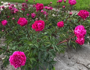 Thumbnail of Peony Arcadij Gajdar, image 3 of 4