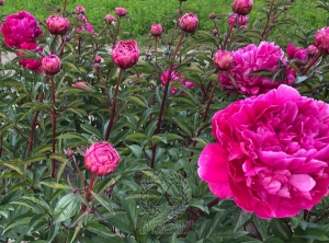 Thumbnail of Peony Arcadij Gajdar, image 4 of 4