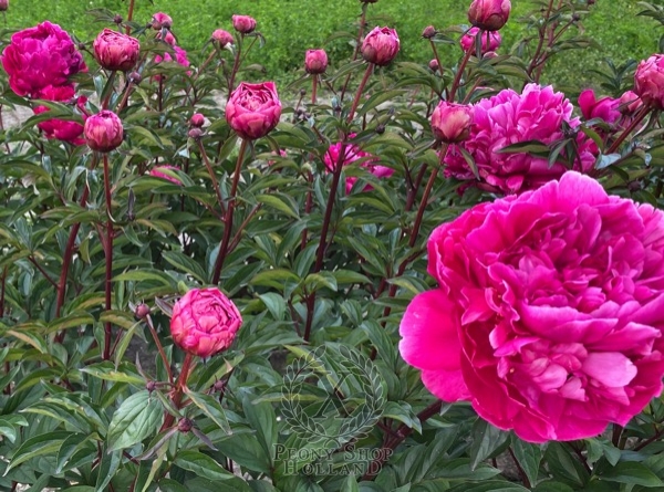 Peony Arcadij Gajdar, image 4 of 4