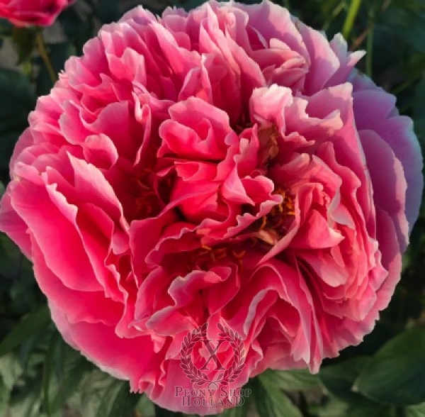 Peony Arcadius®