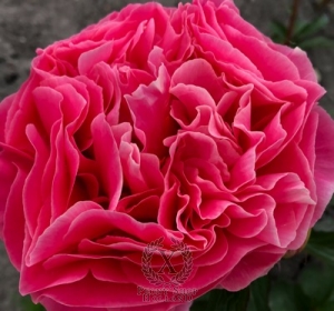 Thumbnail of Peony Arcadius®, image 2 of 2