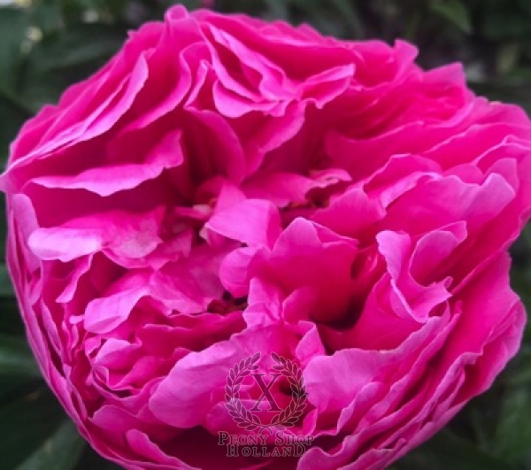 Peony Artemis