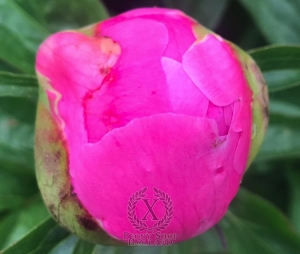 Thumbnail of Peony Artemis, image 2 of 3