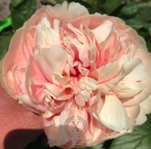 Thumbnail of Peony Aula Palatina®, image 1 of 1