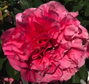 Thumbnail of Peony Aurelian, image 1 of 1