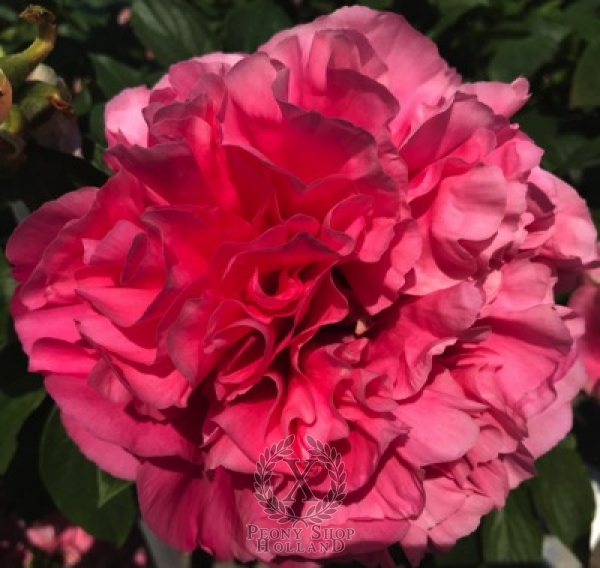 Peony Aurelian®