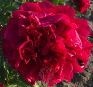 Thumbnail of Peony Aurelian's Glory, image 1 of 2