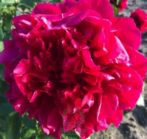 Thumbnail of Peony Aurelian's Glory, image 2 of 2