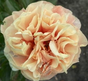 Thumbnail of Peony Aurelian Wall®, image 1 of 1