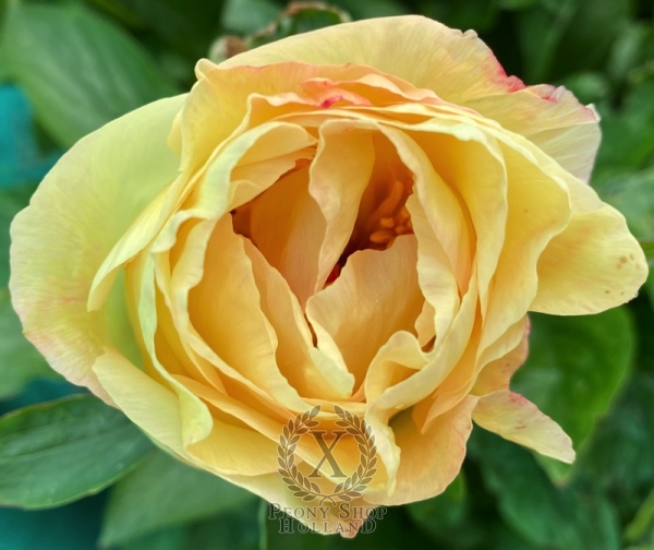 Peony Aureus®