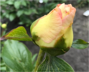 Thumbnail of Peony Aureus®, image 4 of 7