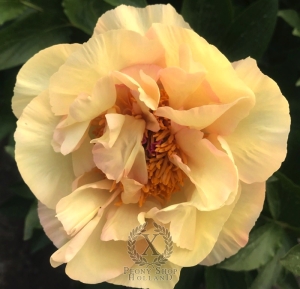 Thumbnail of Peony Aureus®, image 5 of 7