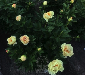 Thumbnail of Peony Aureus®, image 6 of 7