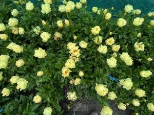 Thumbnail of Peony Aureus®, image 7 of 7