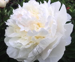 Thumbnail of Peony Avalanche, image 1 of 1