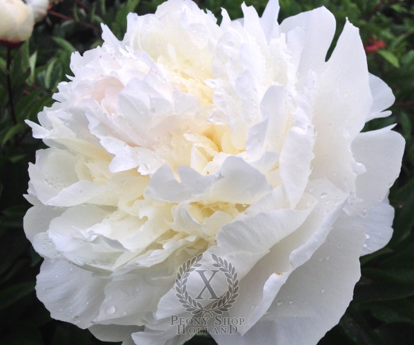 Peony Avalanche, image 1 of 1