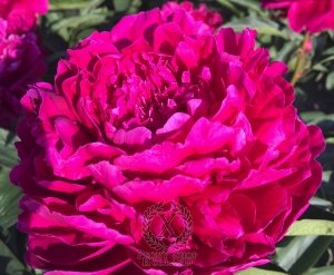 Thumbnail of Peony Avis Varner, image 1 of 2