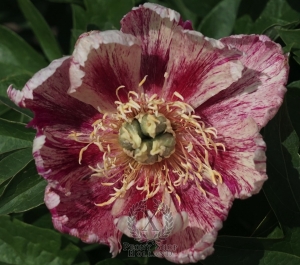 Thumbnail of Peony Bad Hair Day, image 1 of 2