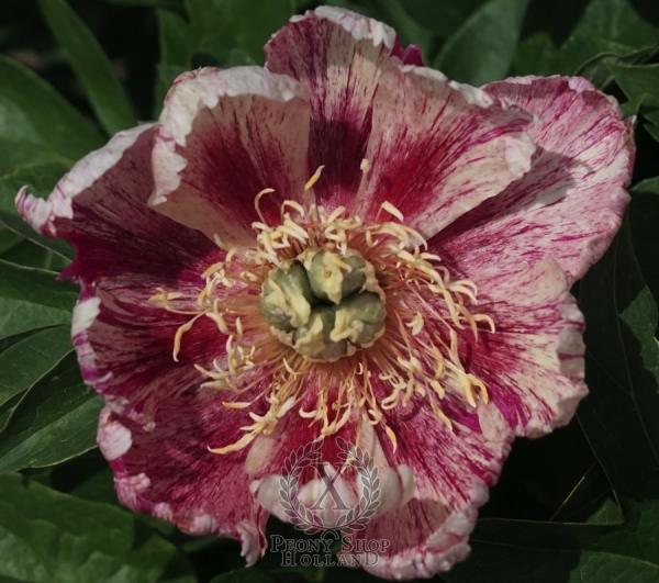 Peony Bad Hair Day, image 1 of 2