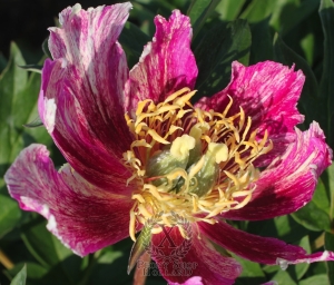 Thumbnail of Peony Bad Hair Day, image 2 of 2