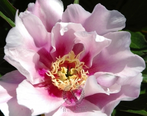 Thumbnail of Peony Ballarena De Saval, image 1 of 2