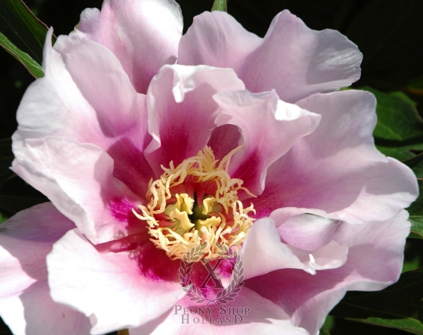 Peony Ballarena De Saval