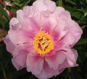 Thumbnail of Peony Ballarena De Saval, image 2 of 2