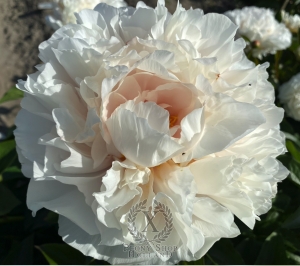 Thumbnail of Peony Ballista®, image 1 of 9