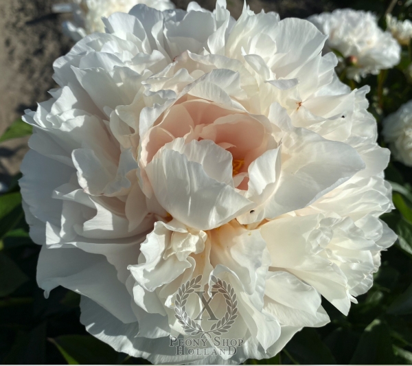 Peony Ballista®, image 1 of 9