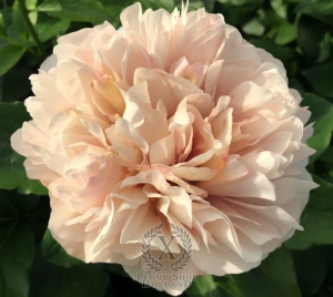 Thumbnail of Peony Ballista®, image 2 of 9