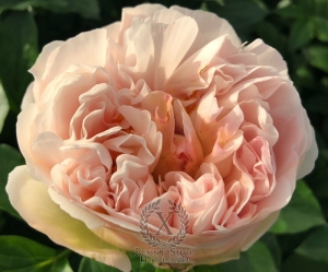 Thumbnail of Peony Ballista®, image 3 of 9