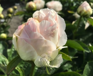 Thumbnail of Peony Ballista®, image 8 of 9