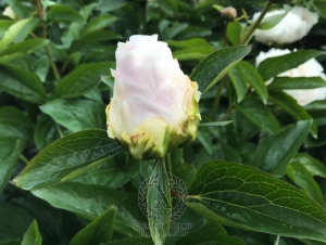 Thumbnail of Peony Ballista®, image 9 of 9