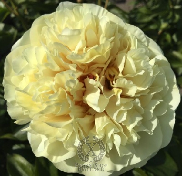 Peony Barbarathermen