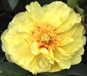 Thumbnail of Peony Bartzella, image 1 of 8