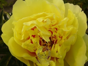 Thumbnail of Peony Bartzella, image 2 of 8